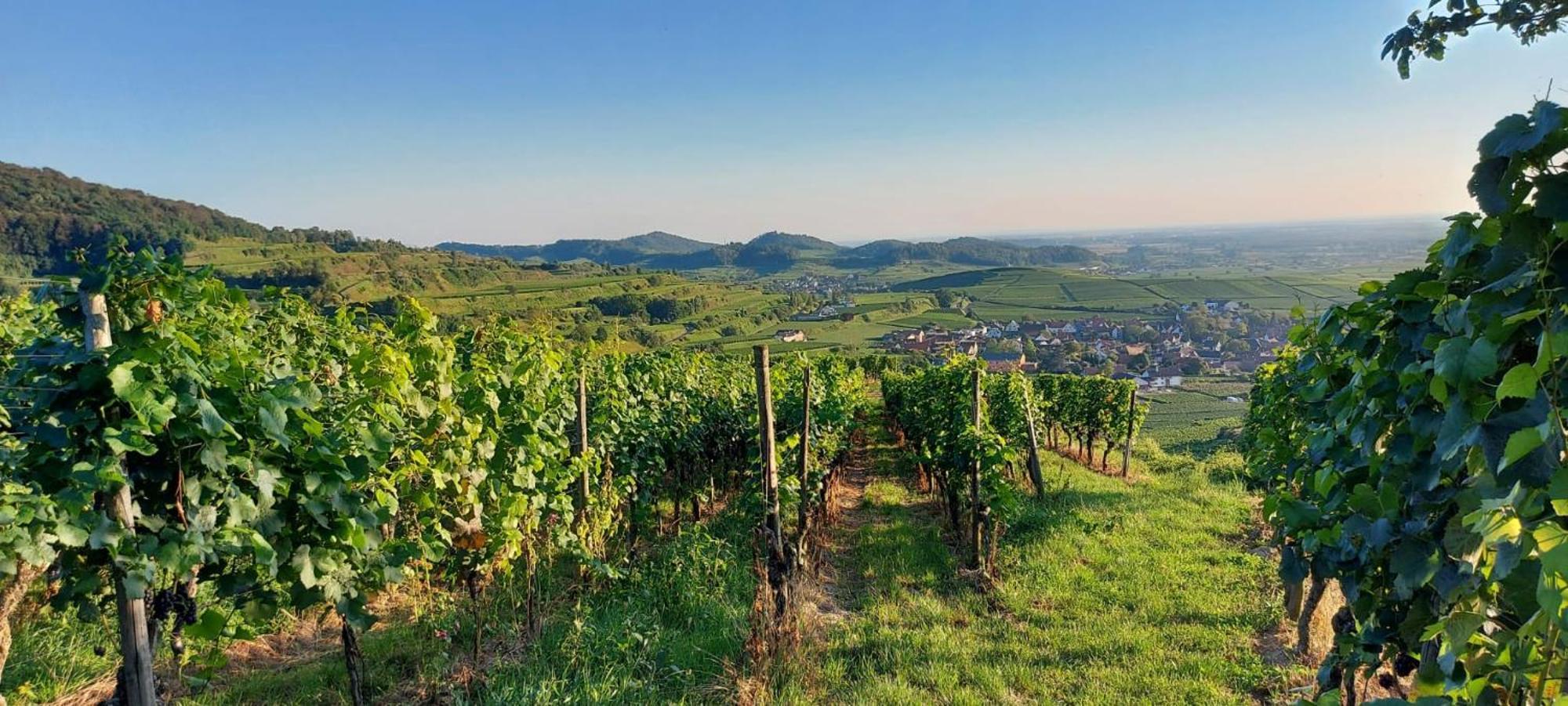 Ferienwohnung Vino9 Vogtsburg Exterior foto